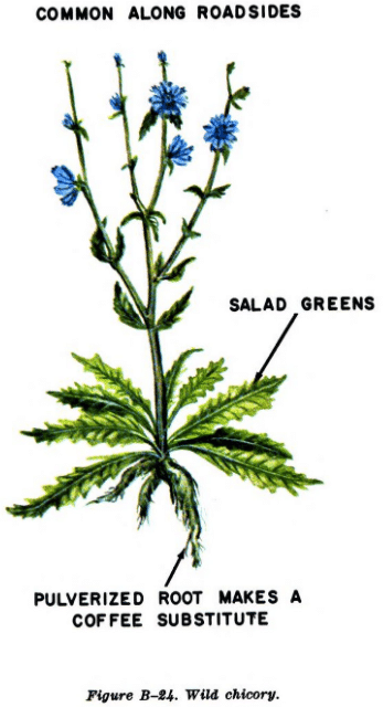 wild chicory illustration edible plants