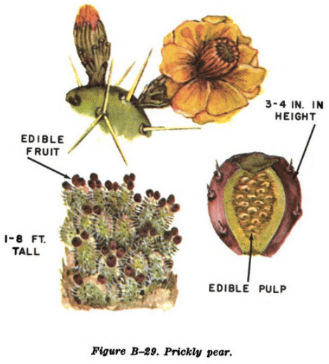 prickly pear illustration edible plants