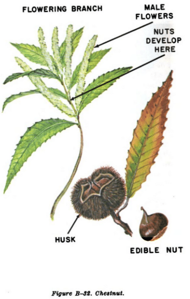 Chestnut tree illustration edible plants.