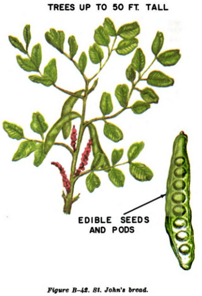 St john's bread tree illustration edible plants.