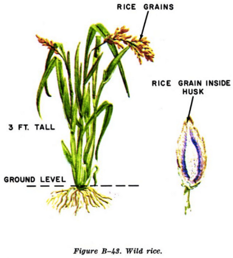 wild rice illustration edible plants