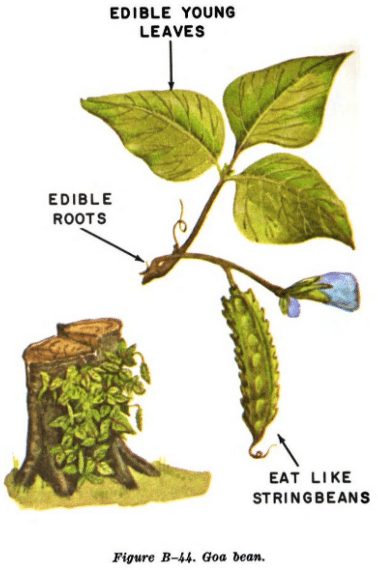 goa bean illustration edible plants