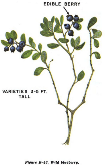 wild blueberry illustration edible plants