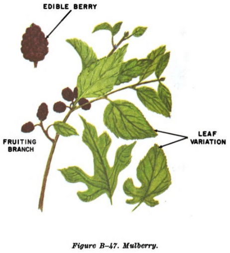 mulberry illustration edible plants