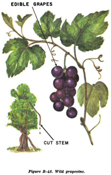 wild grapevine illustration edible plants