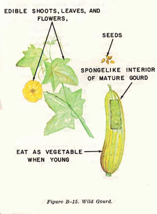 Wild groud illustration edible plants.