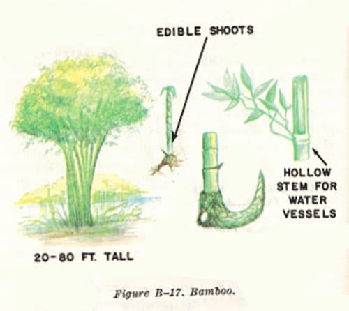 bamboo illustration edible plants