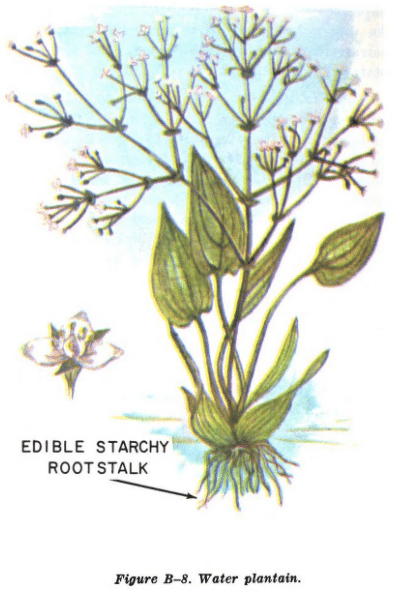 water plantain illustration edible plants