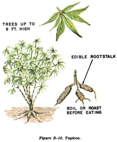 tapioca tree illustration edible plants