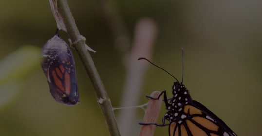 A monarch butterfly is perched delicately on a twig.