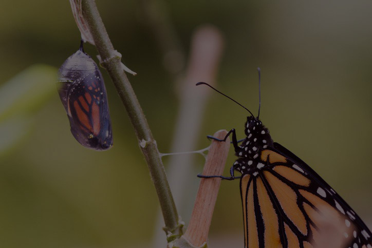 Butterfly sitting on a stem along with pupa.