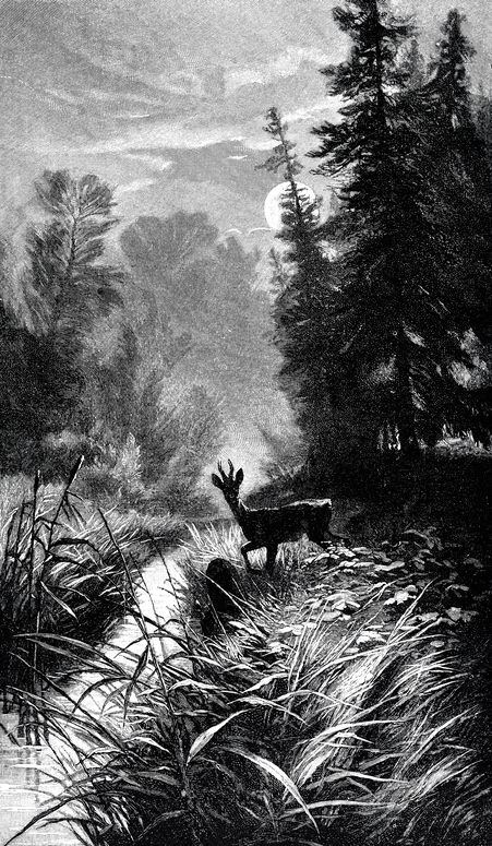 Deer walking through jungle in midnight.