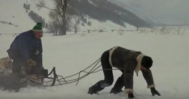 Rocky while pulling a weighted sled.