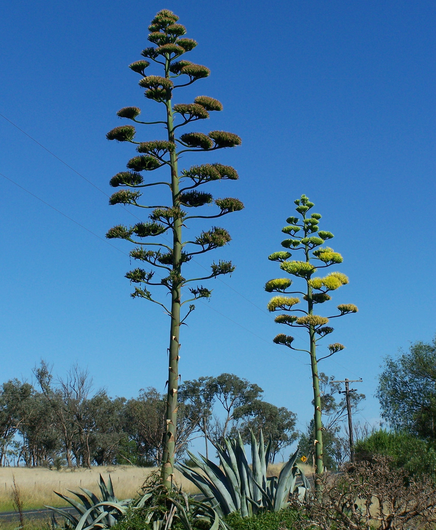 The tree-like "flower" of the agave trimmed in tequila fields.