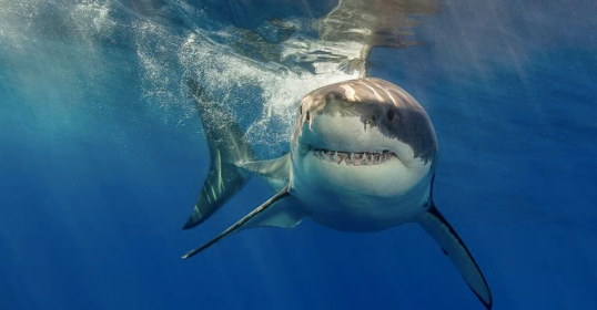A great white shark keeps moving in the ocean.