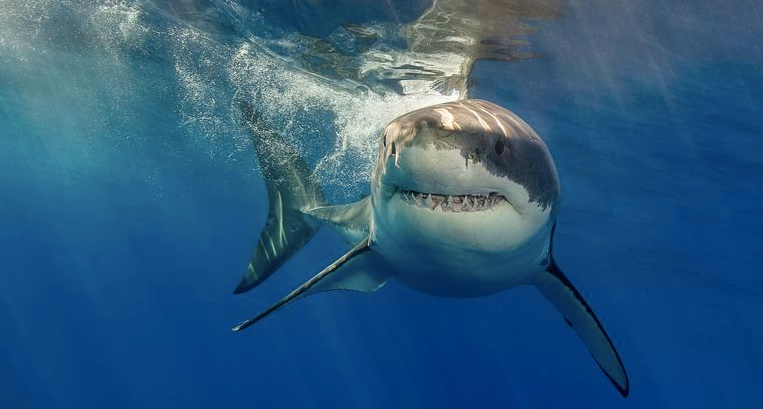 A great white shark keeps moving in the ocean.