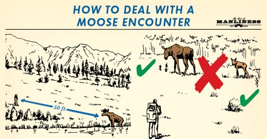 Learn how to safely handle a wild moose encounter with this helpful infographic.