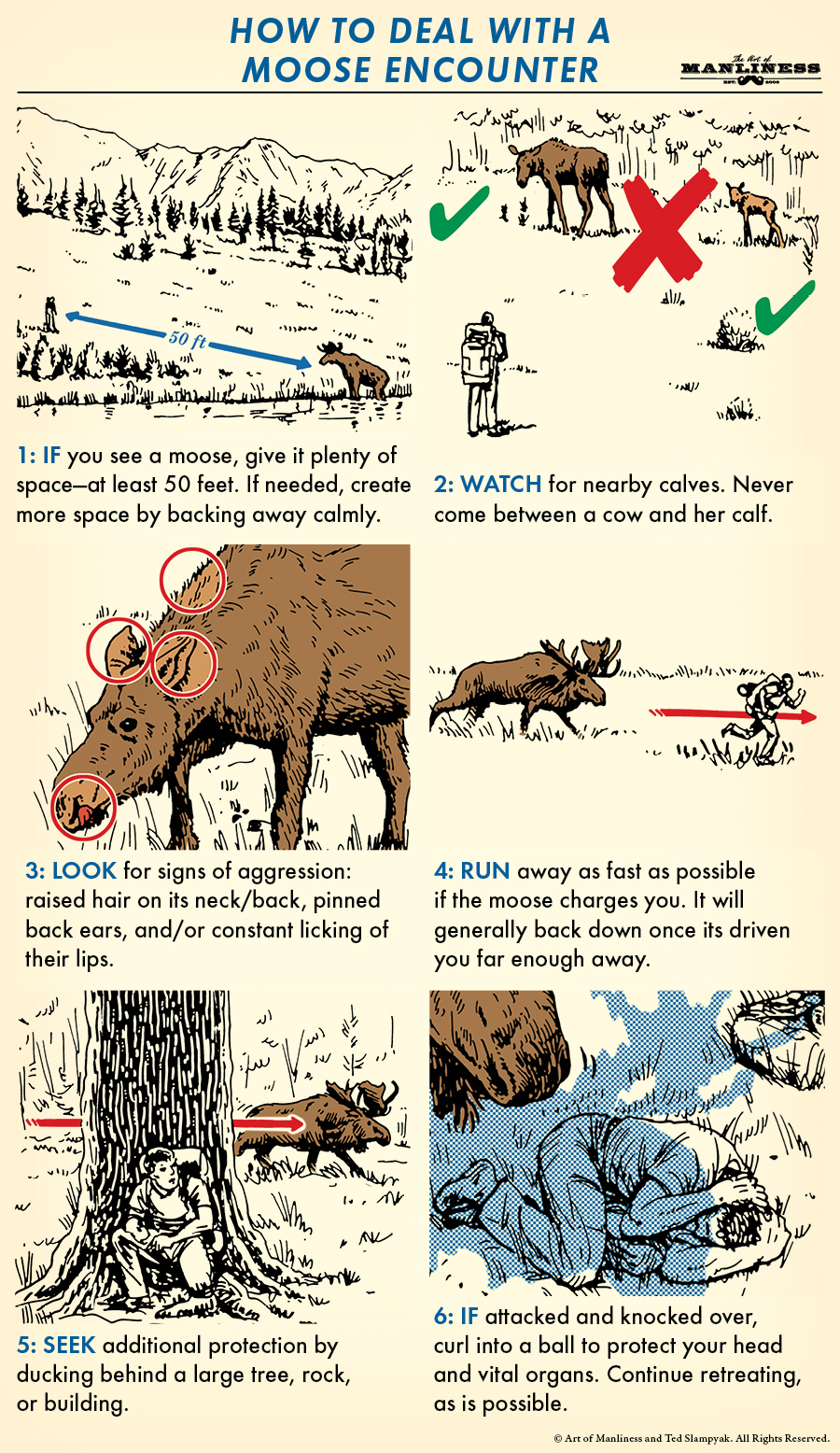 Learn how to safely handle a wild moose encounter with this helpful infographic.