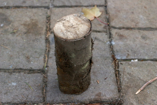 A dry tree log.