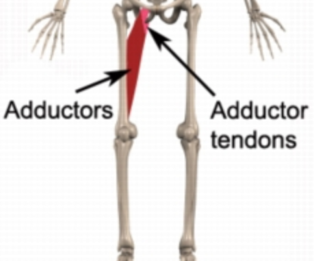 Indicating Adductor tendons in a skeleton.