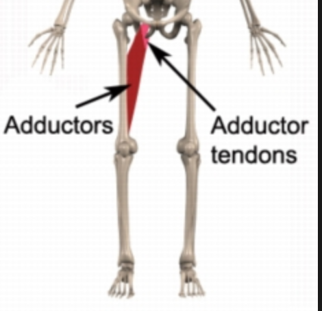 How To Treat Adductor Tendonitis The Art Of Manliness