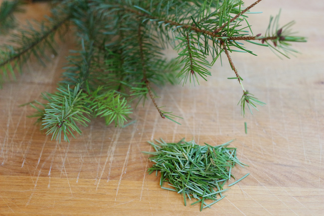 The Benefits of Pine Needle Tea and How to Make It - Steeped Street