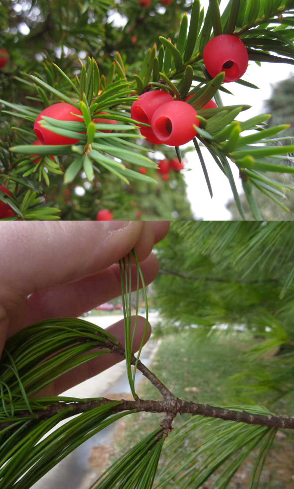 How to Make Pine Needle Tea