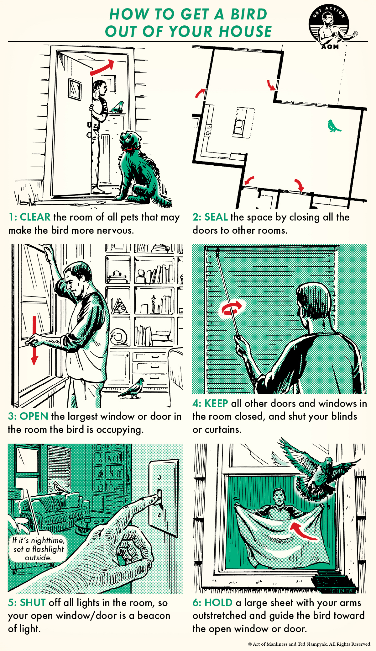 5 Tried-and-True Methods: How to Get a Bird Out of the House