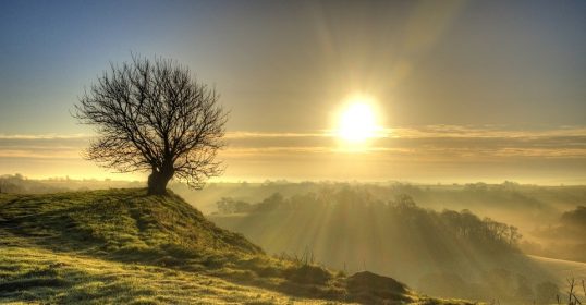 Now, a lone tree stands atop a grassy hill.
