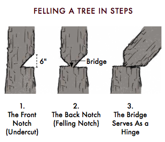 Steps of feeling a tree.