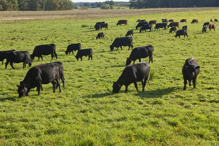 Black cows eating grass in a wide field.