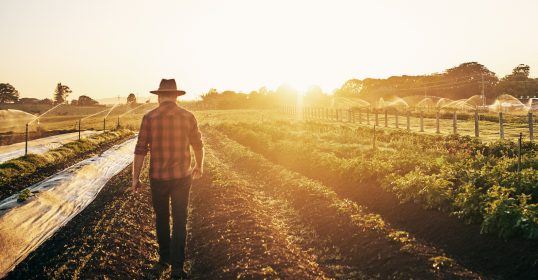 A man in a hat walks through a field at sunset, starting his journey on the farm.