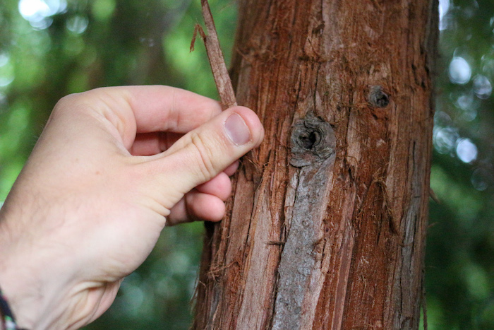 Step 2: Harvest a piece of bark from a cedar tree.