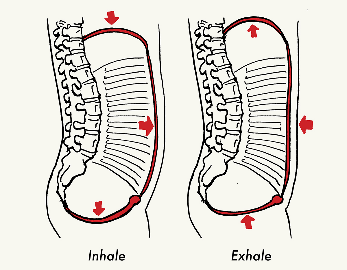 Structural posture of body while breathing.