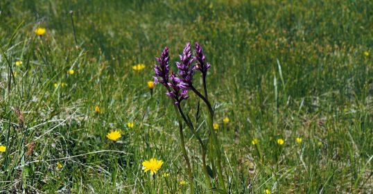 A purple orchid in a grassy field.