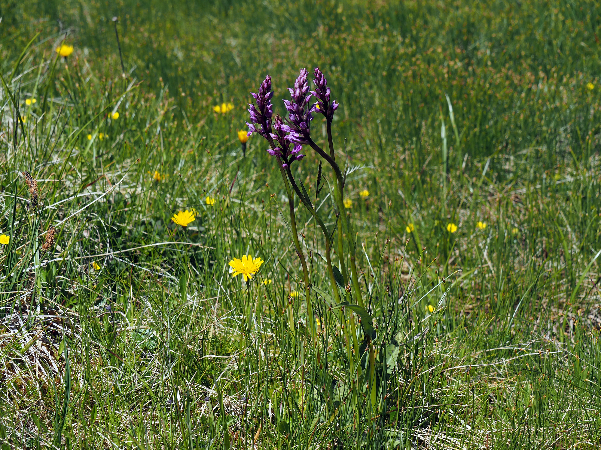 A purple orchid in a grassy field.