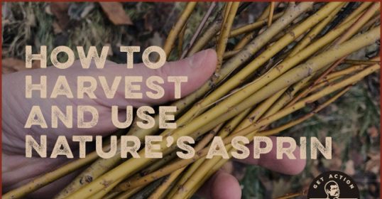 Discover the benefits of harvesting nature's aspirin for pain relief.