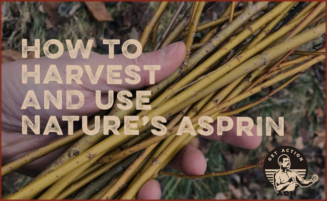 How to Harvest and Use Natures Aspirin