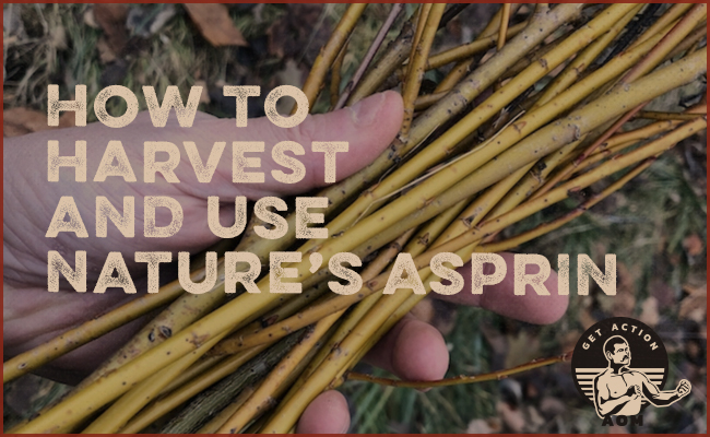 Discover the benefits of harvesting nature's aspirin for pain relief.