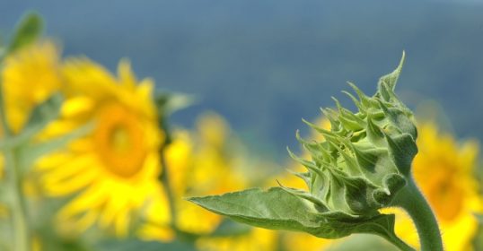 Sunflowers in a field with mountains in the background, showcasing unexpected upsides of nature.