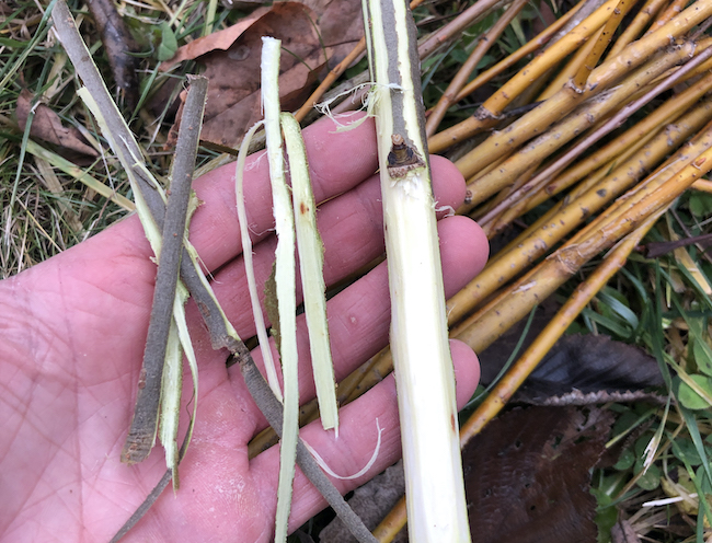 Pieces of Willow bark.