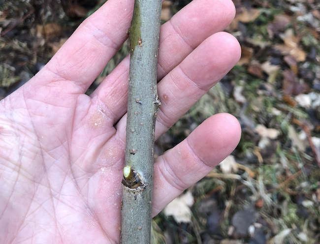 A man holding willow.