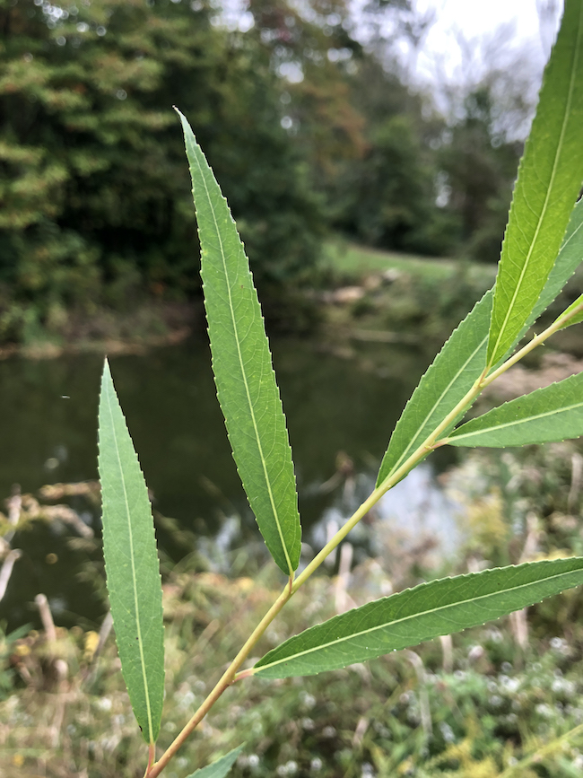 Willow leaves stem near lake.