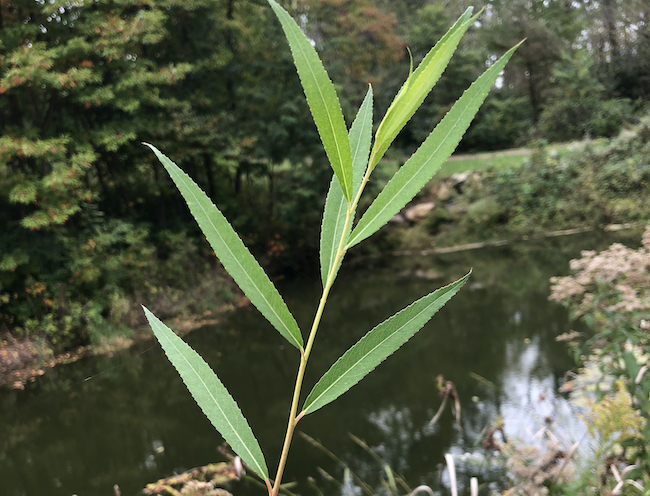 Willow leaves.