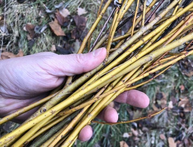 副作用とリスク