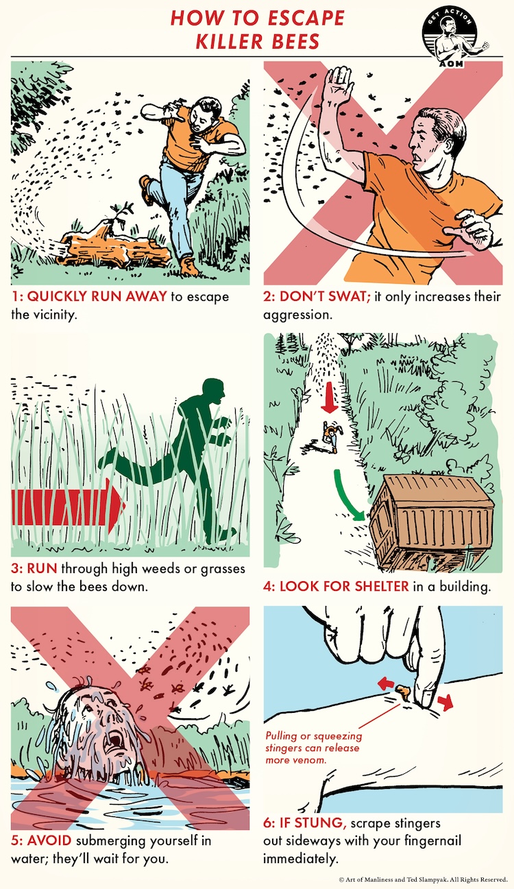 Escape From Killer Bees infographic: run away, don't swat, dash through high weeds, seek shelter, avoid water, and scrape stingers out sideways if stung. Hone this survival skill of the week to stay safe!.