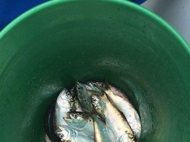Sardines in a bucket on a boat, ready to be released.