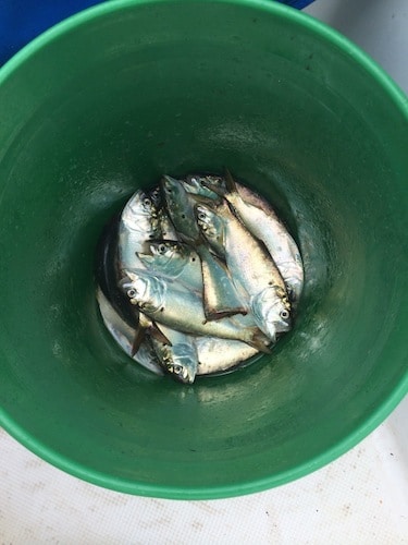 Sardines in a bucket on a boat, ready to be released.