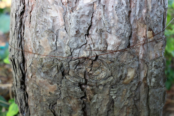 Paracord is attached to big tree.