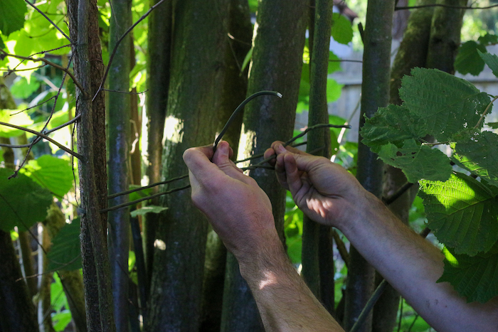 Tying together two trees with paracord.